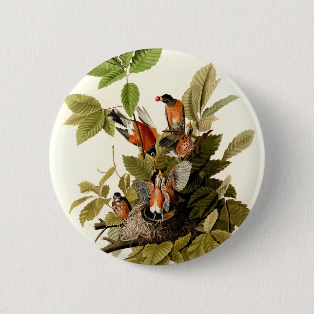 Audubon American Robin Wildlife Bird Illustration Button (Front)