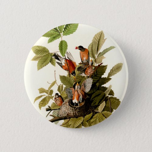 Audubon American Robin Wildlife Bird Illustration Button