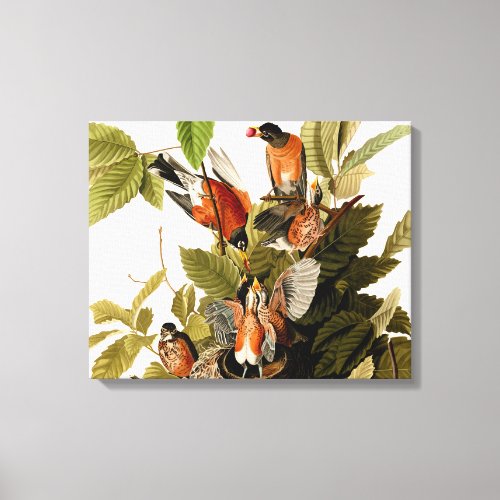 Audubon American Robin Wildlife Bird Illustration Canvas Print