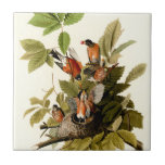Audubon American Robin Wildlife Bird Illustration Ceramic Tile<br><div class="desc">Spring Robin - This image is based on the John James Audubon illustration of an American Robin bird,  from the Birds of America illustration published in the early 1800s.</div>