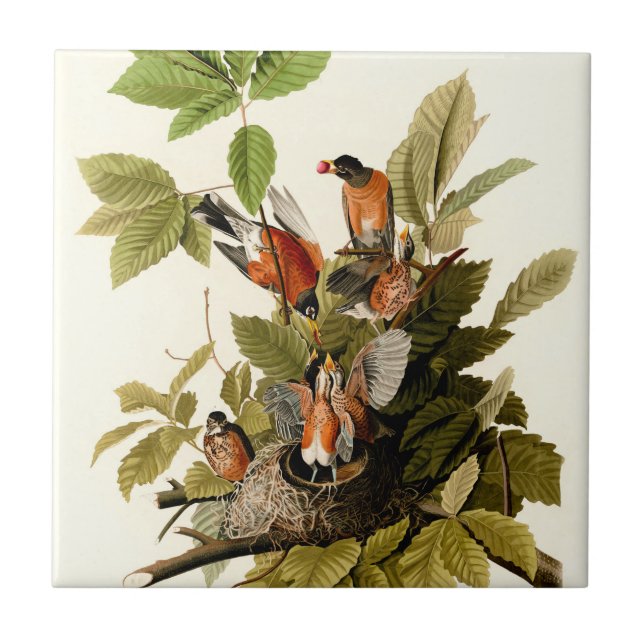 Audubon American Robin Wildlife Bird Illustration Ceramic Tile (Front)