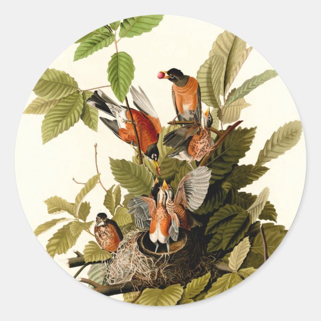 Audubon American Robin Wildlife Bird Illustration Classic Round Sticker (Front)