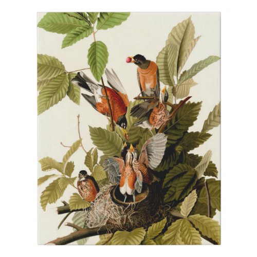 Audubon American Robin Wildlife Bird Illustration Faux Canvas Print