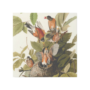 Audubon American Robin Wildlife Bird Illustration Gallery Wrap