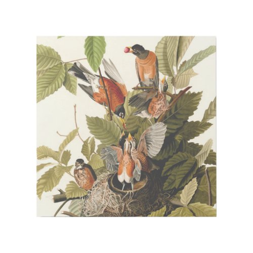 Audubon American Robin Wildlife Bird Illustration Gallery Wrap