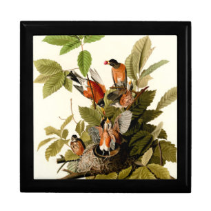 Audubon American Robin Wildlife Bird Illustration Gift Box