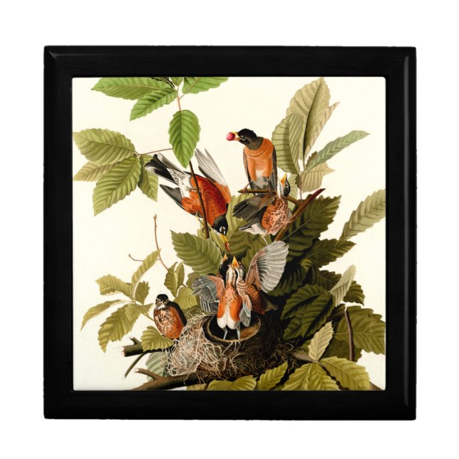 Audubon American Robin Wildlife Bird Illustration Gift Box (Front)