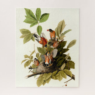 Audubon American Robin Wildlife Bird Illustration Jigsaw Puzzle