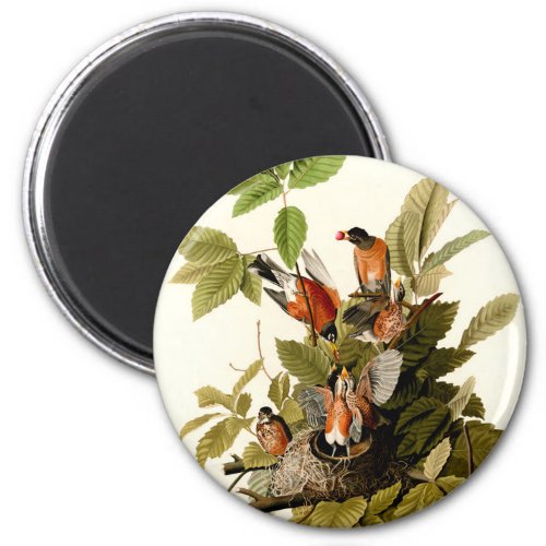 Audubon American Robin Wildlife Bird Illustration Magnet