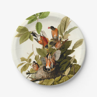 Audubon American Robin Wildlife Bird Illustration Paper Plates