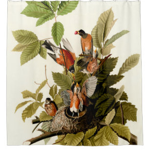 Audubon American Robin Wildlife Bird Illustration Shower Curtain