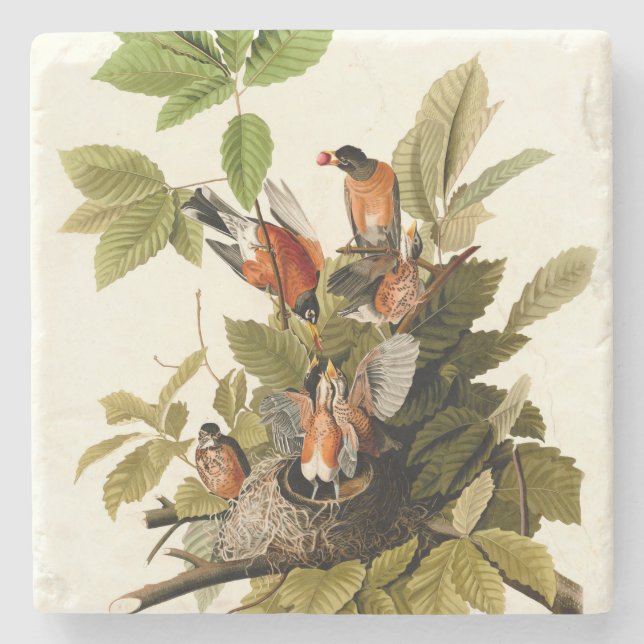 Audubon American Robin Wildlife Bird Illustration Stone Coaster (Front)