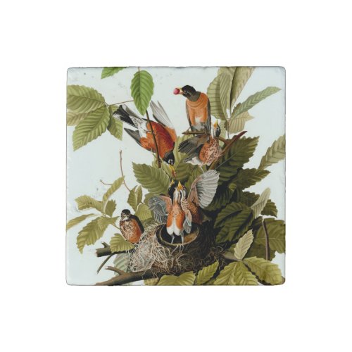 Audubon American Robin Wildlife Bird Illustration Stone Magnet
