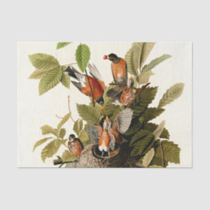 Audubon American Robin Wildlife Bird Illustration Tissue Paper
