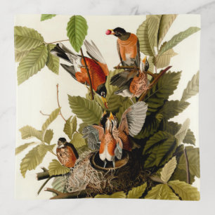 Audubon American Robin Wildlife Bird Illustration Trinket Tray