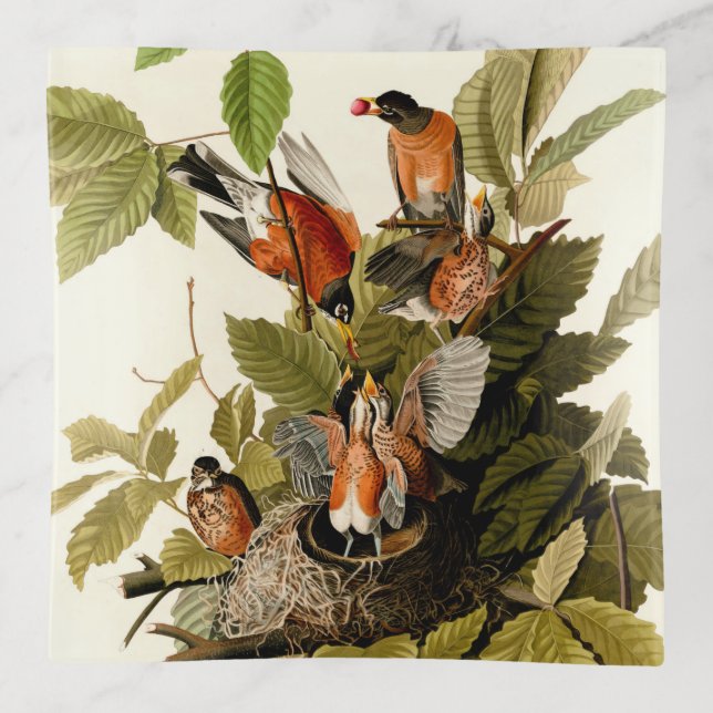 Audubon American Robin Wildlife Bird Illustration Trinket Tray (Front)