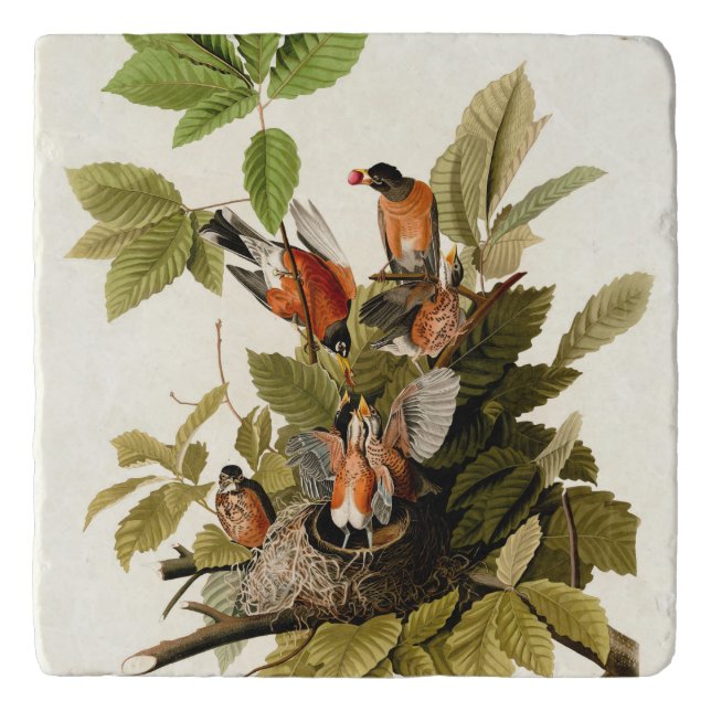 Audubon American Robin Wildlife Bird Illustration Trivet (Front)
