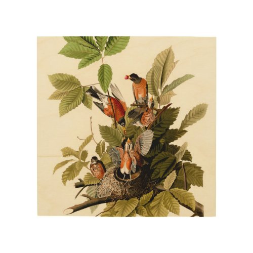 Audubon American Robin Wildlife Bird Illustration Wood Wall Art