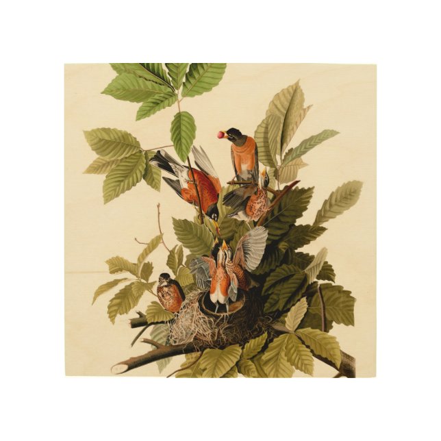 Audubon American Robin Wildlife Bird Illustration Wood Wall Art (Front)