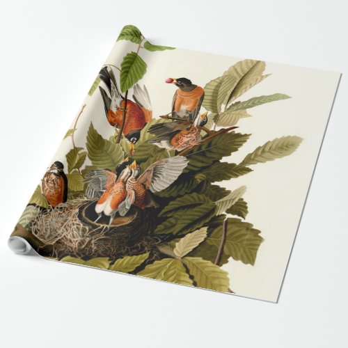 Audubon American Robin Wildlife Bird Illustration Wrapping Paper