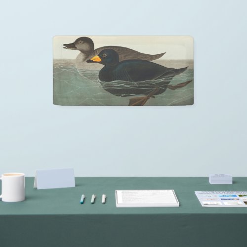 Audubon American Scoter Duck  Banner