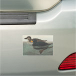 Audubon American Scoter Duck  Car Magnet