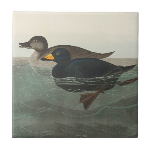 Audubon American Scoter Duck  Ceramic Tile