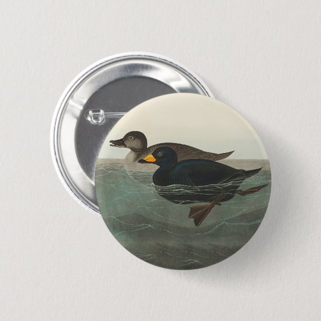 Audubon American Scoter Duck Classic Button (Front & Back)