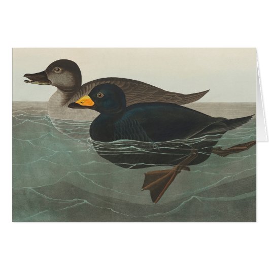 Audubon American Scoter Duck Classic Cards (Front Horizontal)