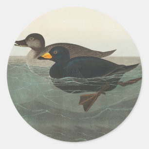 Audubon American Scoter Duck Classic Classic Round Sticker