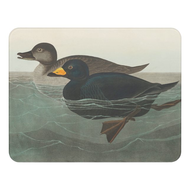Audubon American Scoter Duck Classic Door Sign (Contemporary Front)