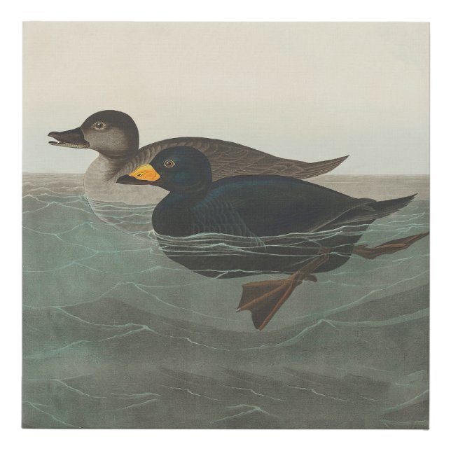 Audubon American Scoter Duck Classic Faux Canvas Print (Front)