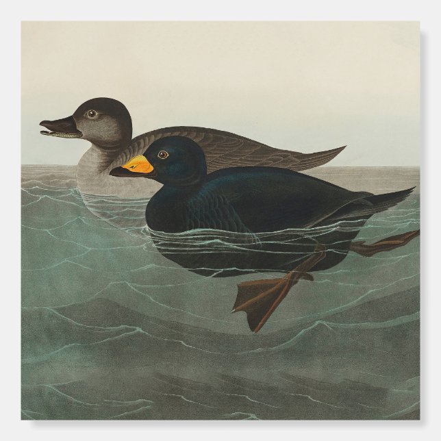 Audubon American Scoter Duck Classic Foam Board (Front)