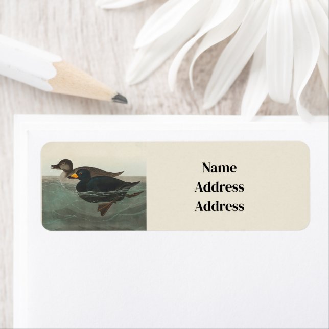 Audubon American Scoter Duck Classic Label (Insitu)