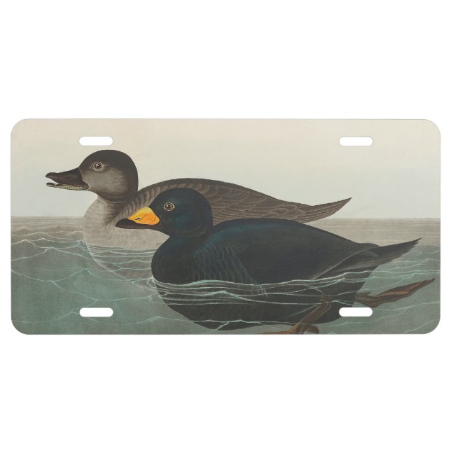 Audubon American Scoter Duck Classic License Plate (Front)
