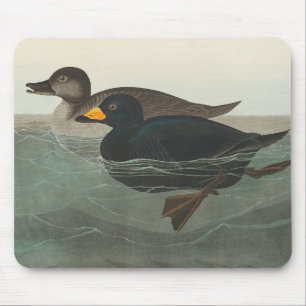 Audubon American Scoter Duck Classic Mouse Pad