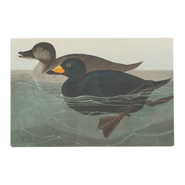 Audubon American Scoter Duck Classic Placemat (Front)
