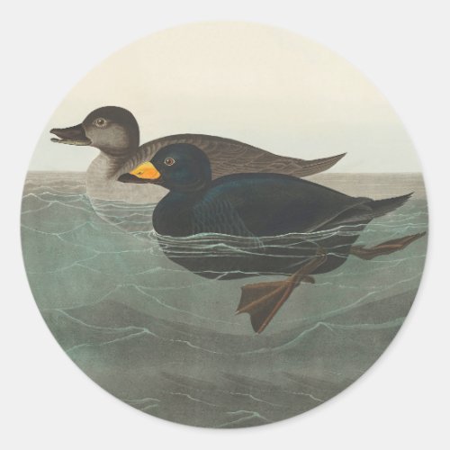 Audubon American Scoter Duck  Classic Round Sticker