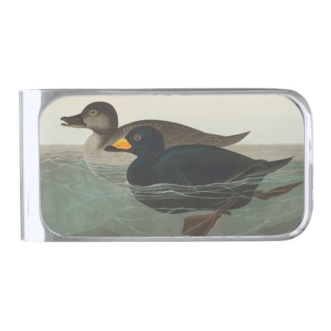 Audubon American Scoter Duck Classic Silver Finish Money Clip (Front)