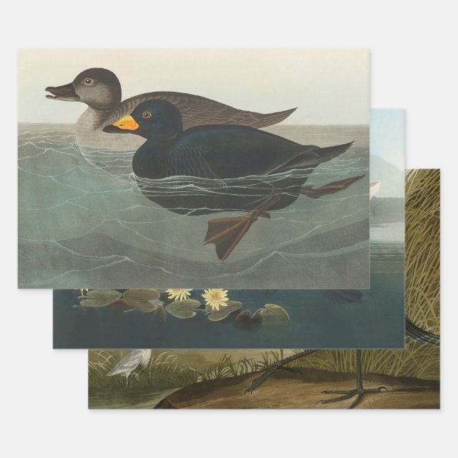 Audubon American Scoter Duck Classic Wrapping Paper Sheets (Set)