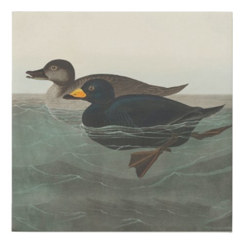 Audubon American Scoter Duck  Faux Canvas Print