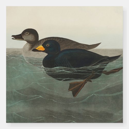 Audubon American Scoter Duck  Foam Board