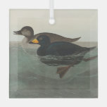 Audubon American Scoter Duck  Glass Ornament