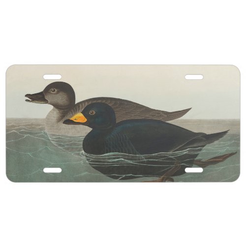 Audubon American Scoter Duck  License Plate