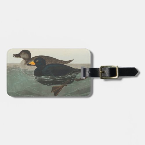 Audubon American Scoter Duck  Luggage Tag