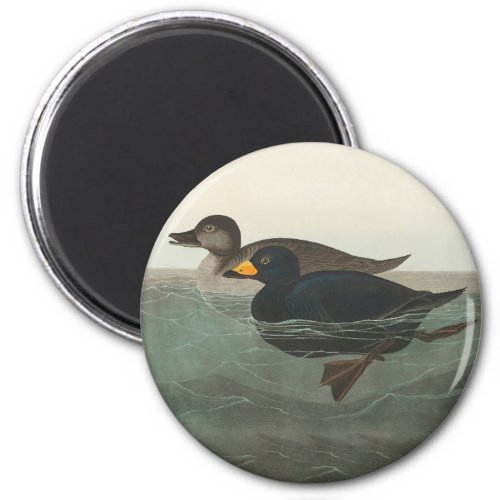 Audubon American Scoter Duck  Magnet