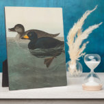 Audubon American Scoter Duck  Plaque