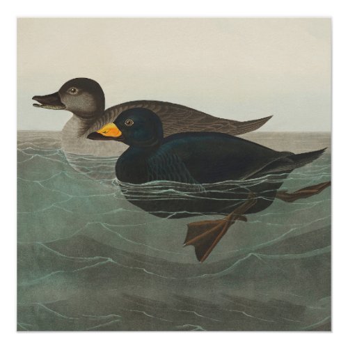 Audubon American Scoter Duck  Poster