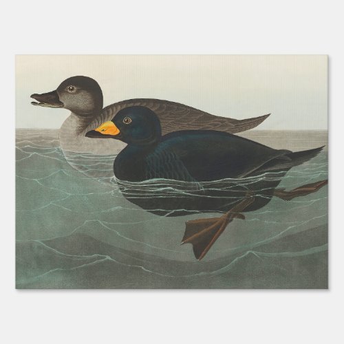 Audubon American Scoter Duck  Sign