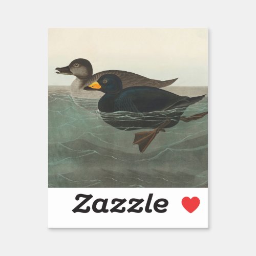 Audubon American Scoter Duck  Sticker
